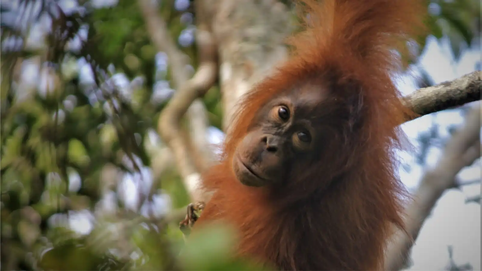 Tanjung Puting — Oranghi, foreste pluviali e mondi fluviali