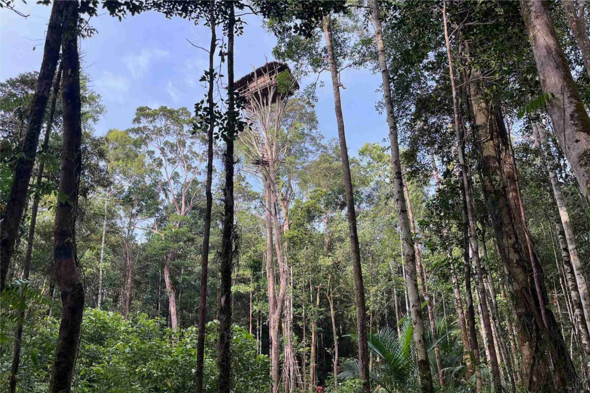 Korowai