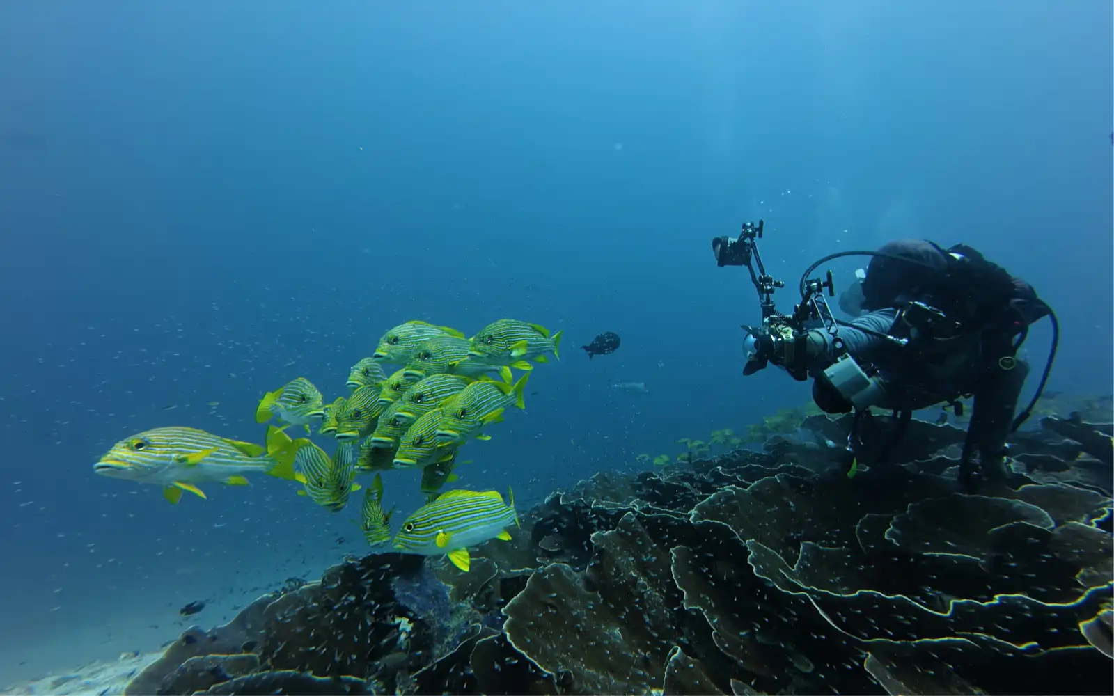 Raja Ampat — Barriere coralline, lagune e mondi insulari