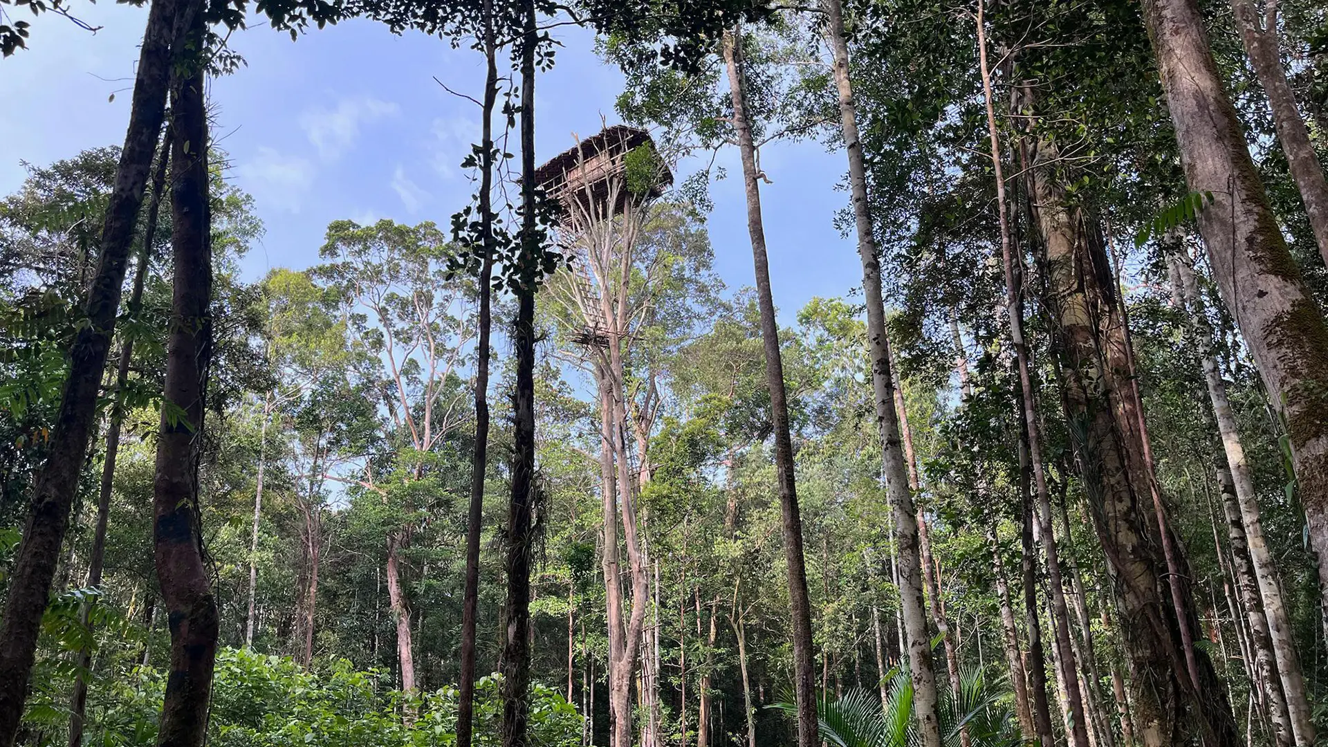 Korowai & Asmat — A Small Group Expedition into Papua