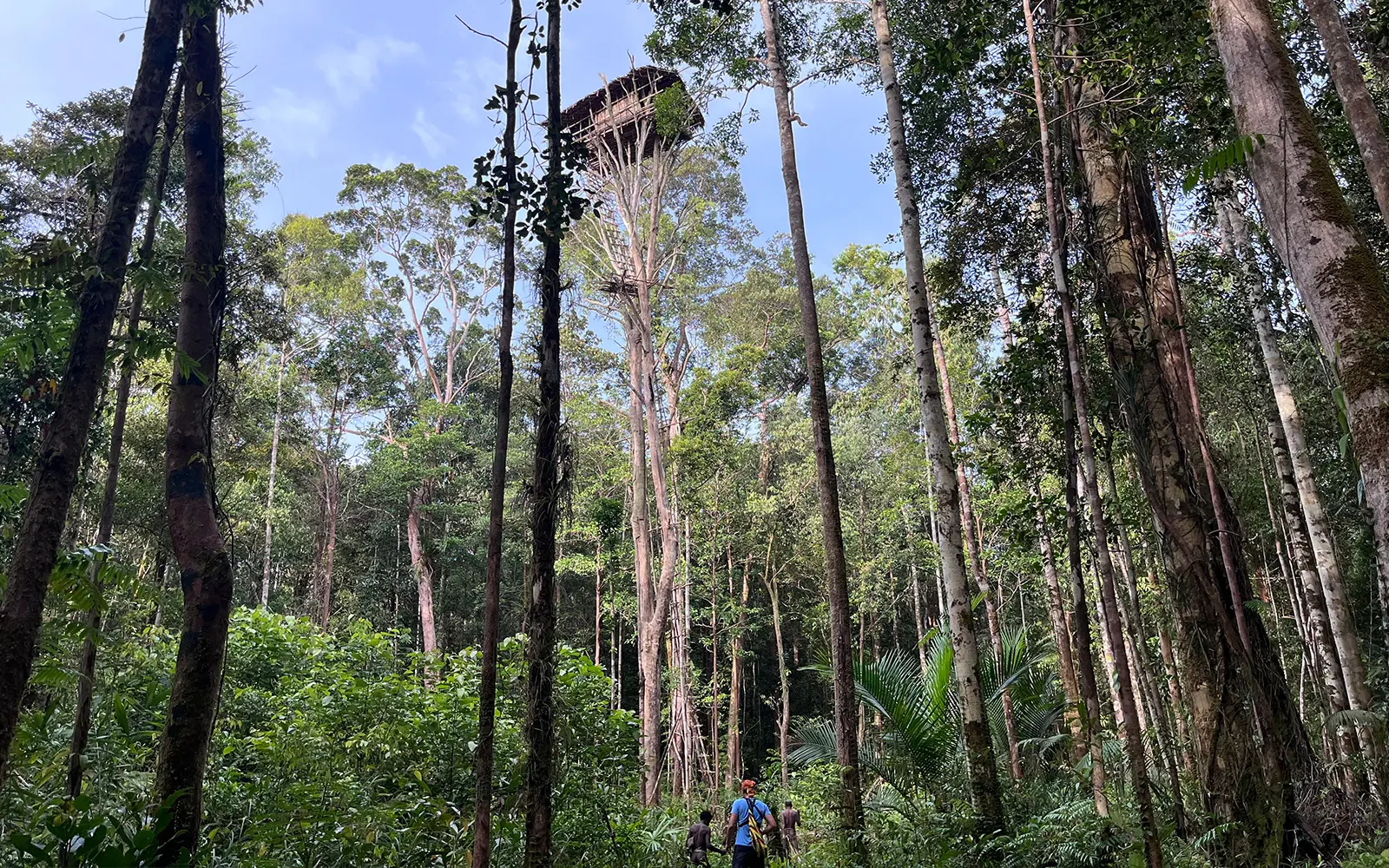 Field Notes from Korowai: Life Above the Forest Floor
