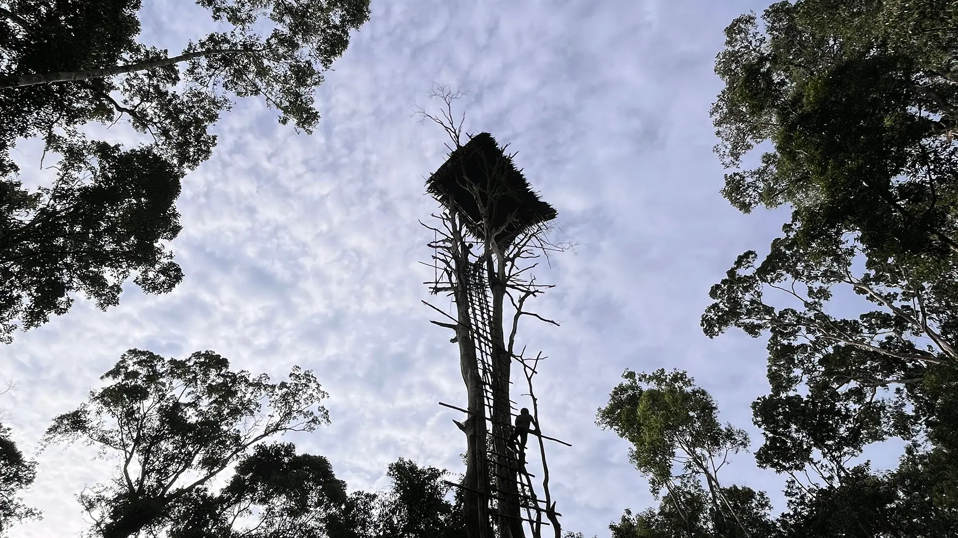 Korowai & Asmat — Forest Worlds, River Cultures & Remote Frontiers