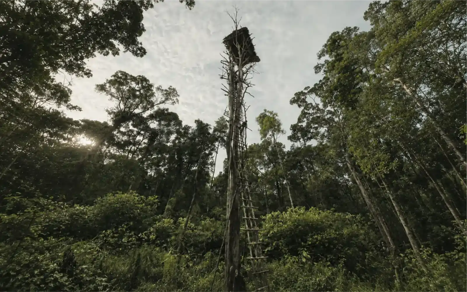 Field Notes from Korowai: Life Above the Forest Floor