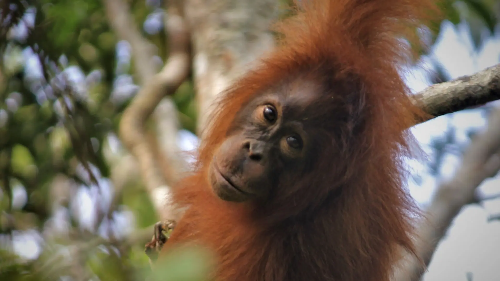 Borneo