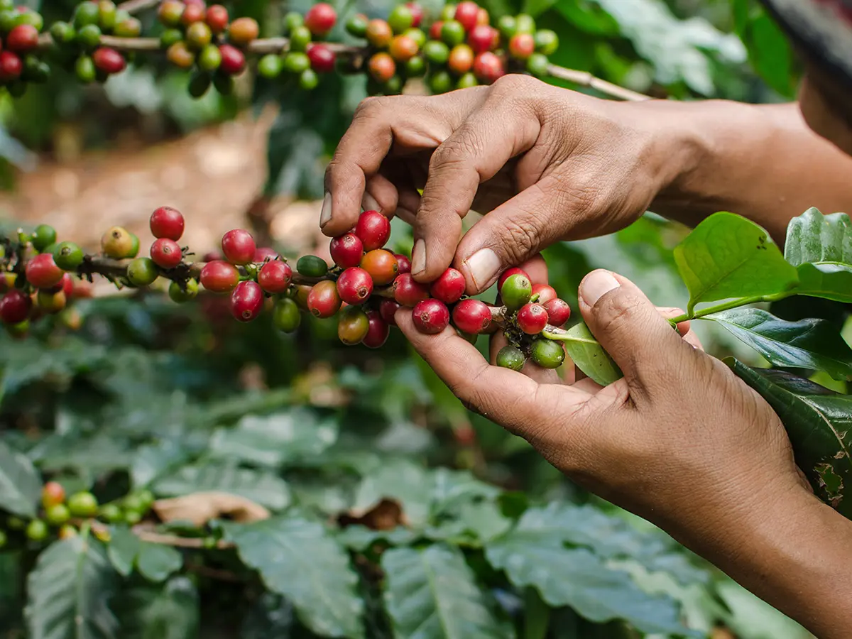 Kalibaru → Coffee and spice plantation → Muncar → Licin